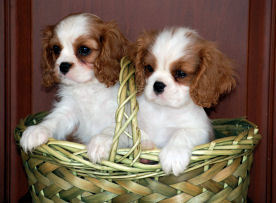 2 blen pups in basket