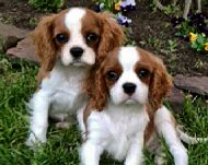 Truluv pup ad pic may 2013